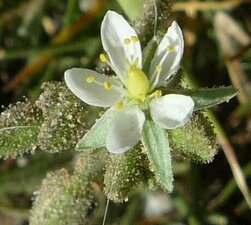 Spergularia villosa Flower